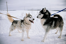 Работа фотографа Дмитрий Гусалов