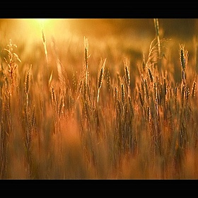 фотограф Вадим Сосновский. Фотография "Рассвет на пшеничном поле"