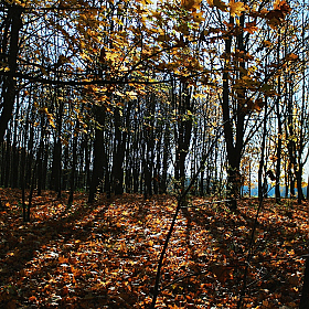фотограф Алёна Киркевич. Фотография "Кленовый лес"