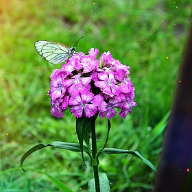 фотограф Дмитрий Шмаков. Фотография "Бабочка на цветке"