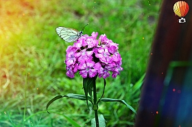 Бабочка на цветке | Фотограф Дмитрий Шмаков | foto.by фото.бай