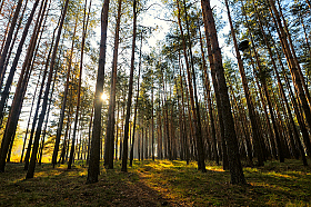 Осень в лесу | Фотограф Стас Аврамчик | foto.by фото.бай