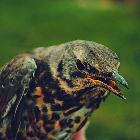 Bird | Фотограф Аня Фёдорова | foto.by фото.бай