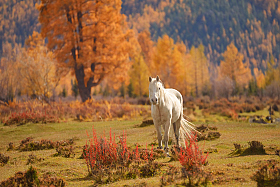 *** | Фотограф Ольга Максимова | foto.by фото.бай