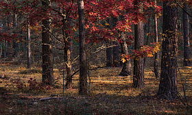 Red Autumn | Фотограф Сергей Шабуневич | foto.by фото.бай