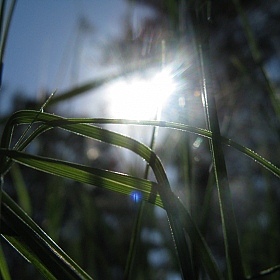фотограф Хмелевич Игорь. Фотография "Солнце на траве"