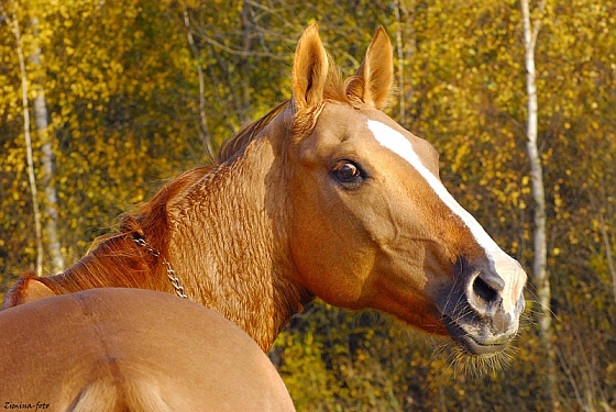 Фотограф Галина Зимина, фотография добавлена 31.07.2015