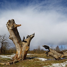 пятисотая весна | Фотограф Николай Никитин | foto.by фото.бай