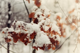 Первый снег февраля | Фотограф Максим Батурин | foto.by фото.бай
