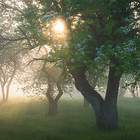 Майское утро | Фотограф Дмитрий Захаров | foto.by фото.бай
