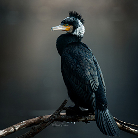 Образы живой природы | Фотограф Александр Плеханов | foto.by фото.бай