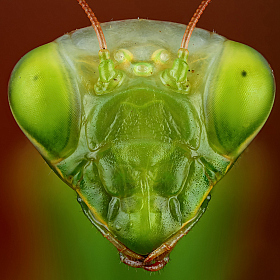 Mantis Religiosa | Фотограф Андрей Шаповалов | foto.by фото.бай