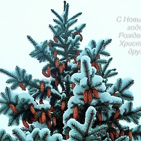 Новогодняя... | Фотограф Leonid | foto.by фото.бай