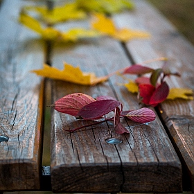 Осень-осень.... | Фотограф Валерий Клинин | foto.by фото.бай