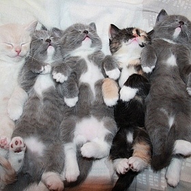 фотограф Anna Pet. Фотография "котики спят"
