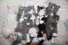 котики спят | Фотограф Anna Pet | foto.by фото.бай