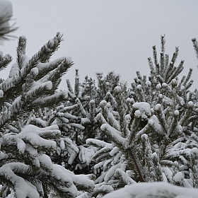 фотограф Елена Бахтеева. Фотография "Лес в снегу"