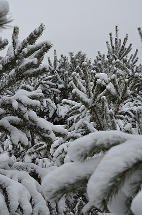 Лес в снегу | Фотограф Елена Бахтеева | foto.by фото.бай