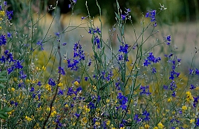 Полевые цветы... | Фотограф Leonid | foto.by фото.бай