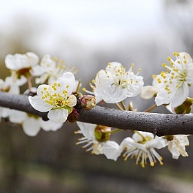 фотограф Анастасия Алиева. Фотография "весна уж близко..."