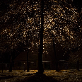Лёд на ветках дерева, под фонарем. | Фотограф dydik_98 | foto.by фото.бай