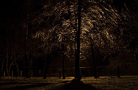 Лёд на ветках дерева, под фонарем. | Фотограф dydik_98 | foto.by фото.бай