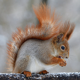 Squirrel.. | Фотограф Ihar Karneichuk | foto.by фото.бай