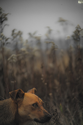 Осенняя Собака или Са | Фотограф иГнат уГлов | foto.by фото.бай