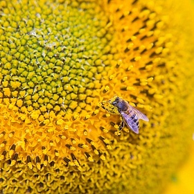 Пчелка | Фотограф Dzmitry | foto.by фото.бай