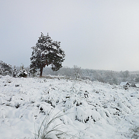 фотограф василий раковец. Фотография "первый снег"