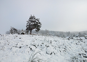 первый снег | Фотограф василий раковец | foto.by фото.бай