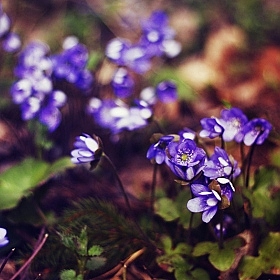 фотограф Варонова Аделия. Фотография "Весенние цветы"