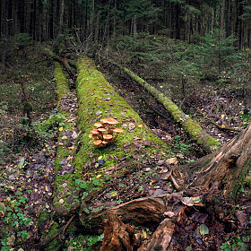 Лесная зарисовка | Фотограф Сергей Шабуневич | foto.by фото.бай