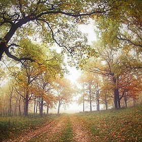 фотограф Сергей Шляга. Фотография " дорога в осень "