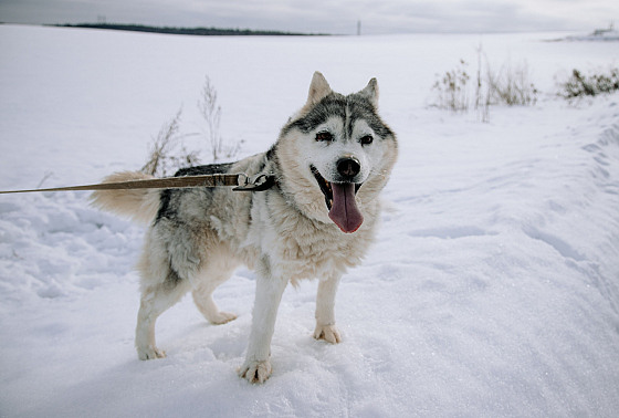 Фотограф Дмитрий Гусалов, фотография добавлена 18.02.2026