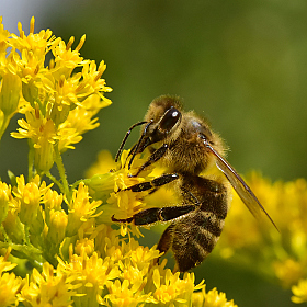 Bee. | Фотограф Ihar Karneichuk | foto.by фото.бай