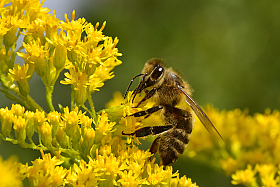 Bee. | Фотограф Ihar Karneichuk | foto.by фото.бай