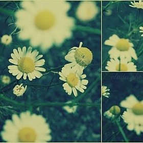 фотограф Vlada Volkova. Фотография "Flowers"