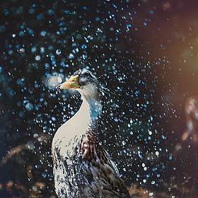 фотограф Павел Помолейко. Фотография "Весенний душ"