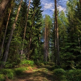 Лесные просторы | Фотограф Сергей Шабуневич | foto.by фото.бай