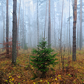 В тумане леса | Фотограф Стас Аврамчик | foto.by фото.бай