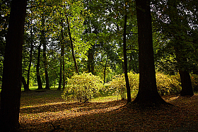 Осенний свет | Фотограф Hanna Bykovskaya | foto.by фото.бай