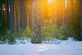 солнце разлилось... | Фотограф Сергей Краенков | foto.by фото.бай