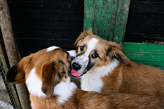 Фотограф Дмитрий Гусалов, фотография добавлена 18.02.2026