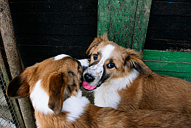 Работа фотографа Дмитрий Гусалов