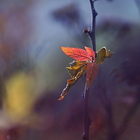 Осенняя | Фотограф Лариса Пашкевич | foto.by фото.бай
