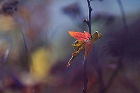 Осенняя | Фотограф Лариса Пашкевич | foto.by фото.бай