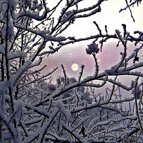 фотограф Anna Pet. Фотография "Луна зимой"