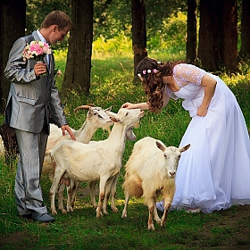 фотограф Elena VOLOTOVSKAYA. Фотография "Свадьба и козочки"