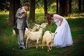 Свадьба и козочки | Фотограф Elena VOLOTOVSKAYA | foto.by фото.бай